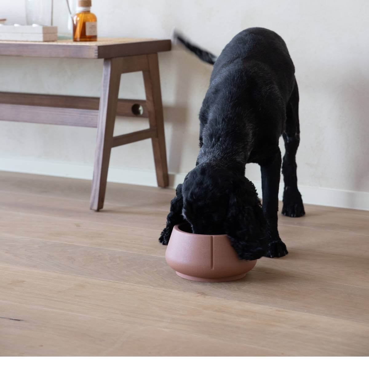 A dog eating out of a foxy terra long ears bowl