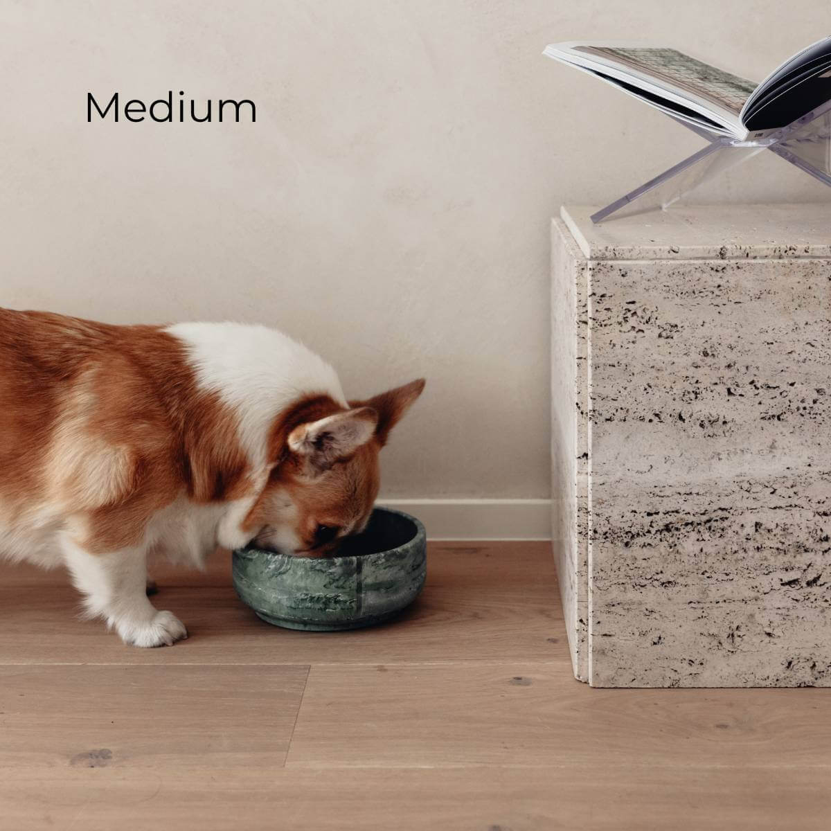 A medium sized dog with the duck green medium bowl