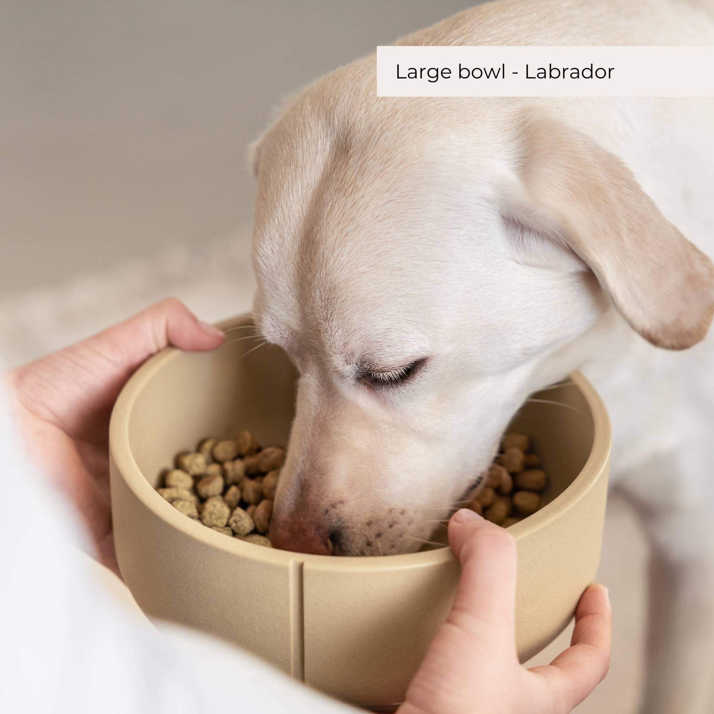A dog eating out of a bowl