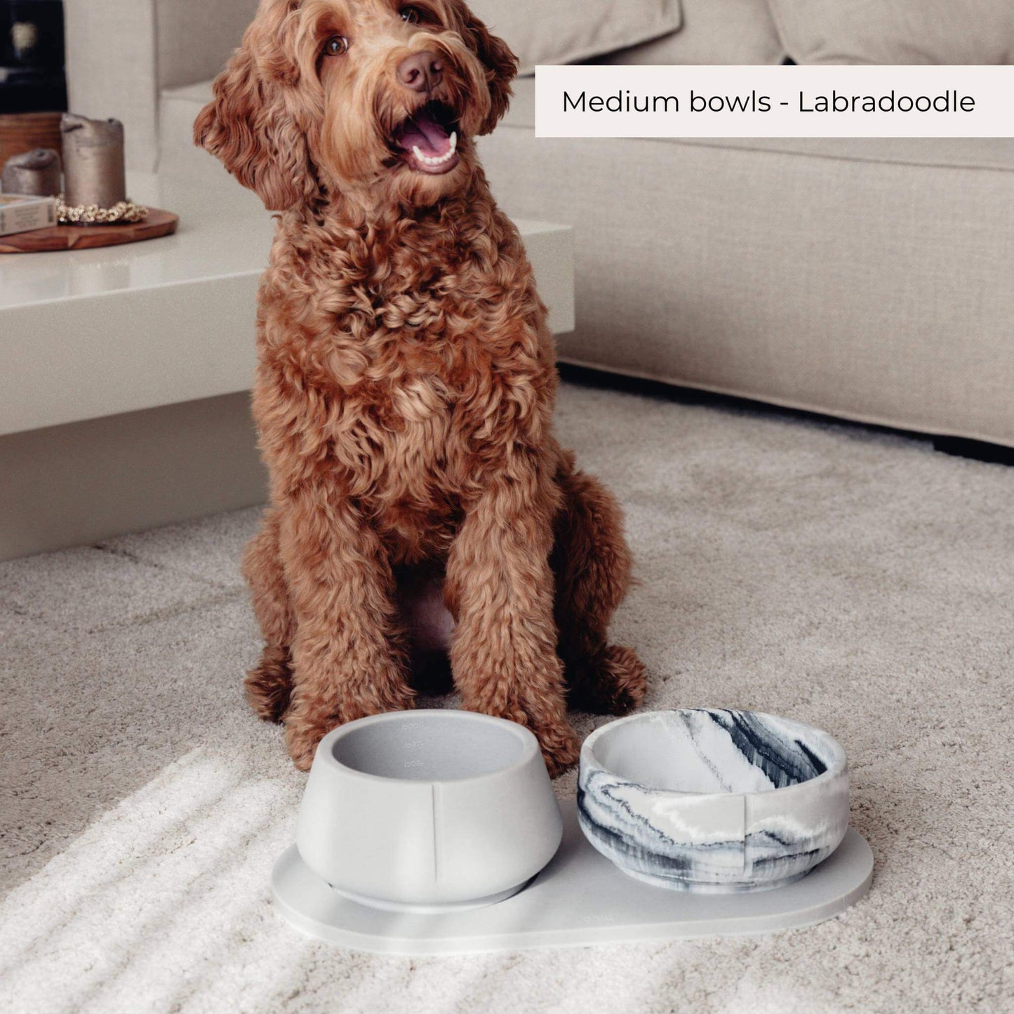 A cute dog on a carpet with a Pino set in dolphin grey in front of him.