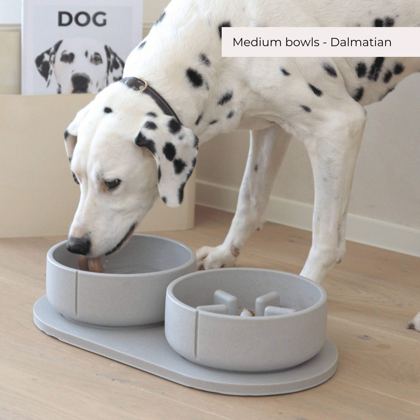 A dalmatier eating out of a large dolphin grey set.
