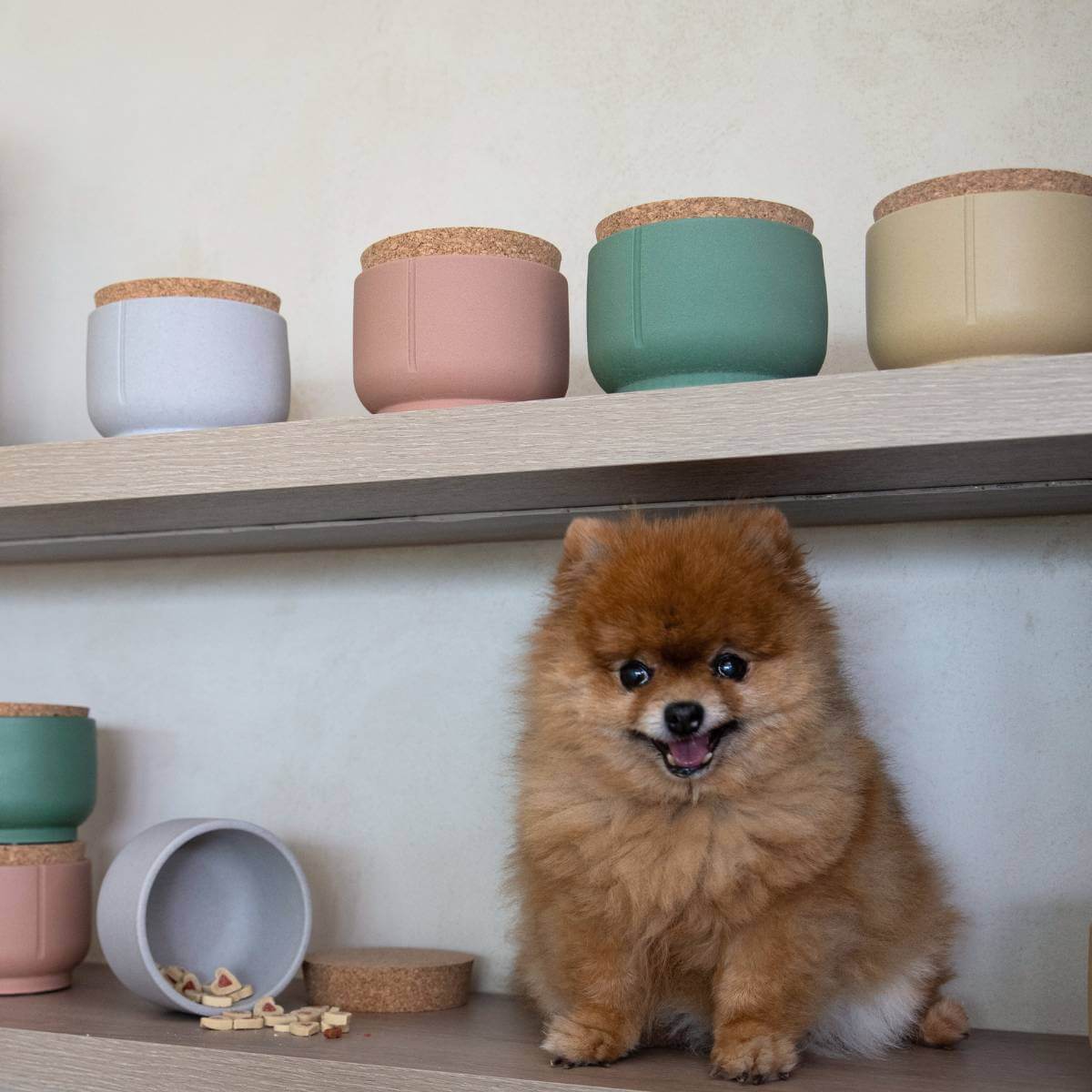 The four diffrent colors of the treatjar with a dog