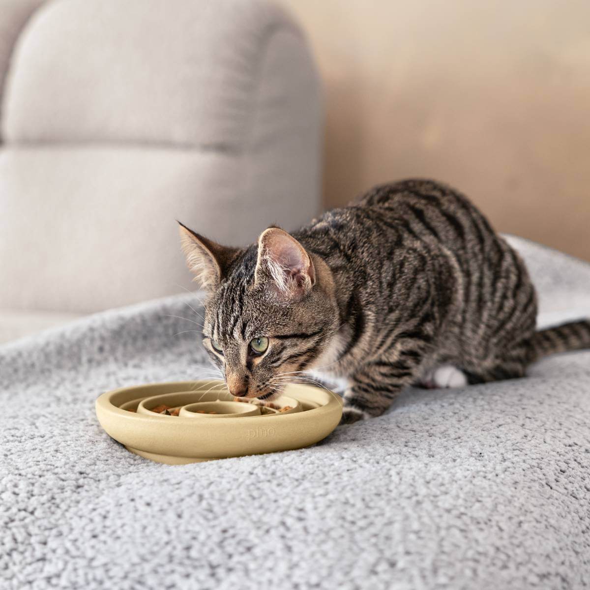 A cat eating out of the slow feeder