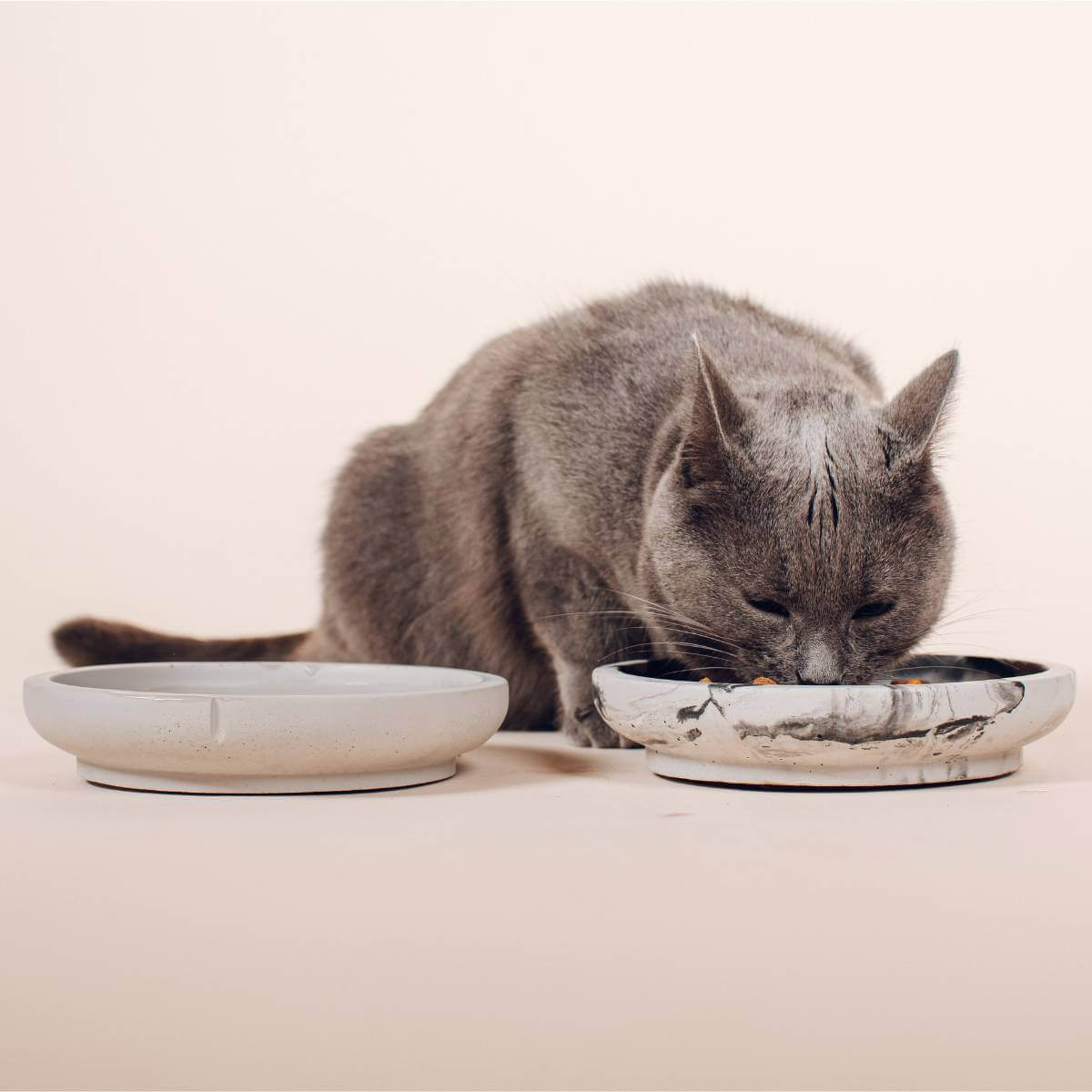 a grey cat eating out of a dolphin grey set of bowls