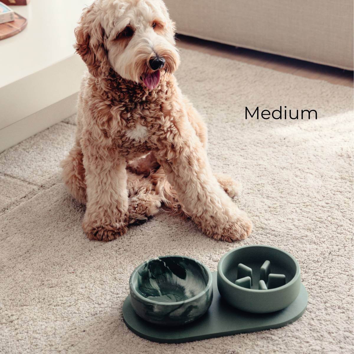 A dog sitting next to a complete duck green set