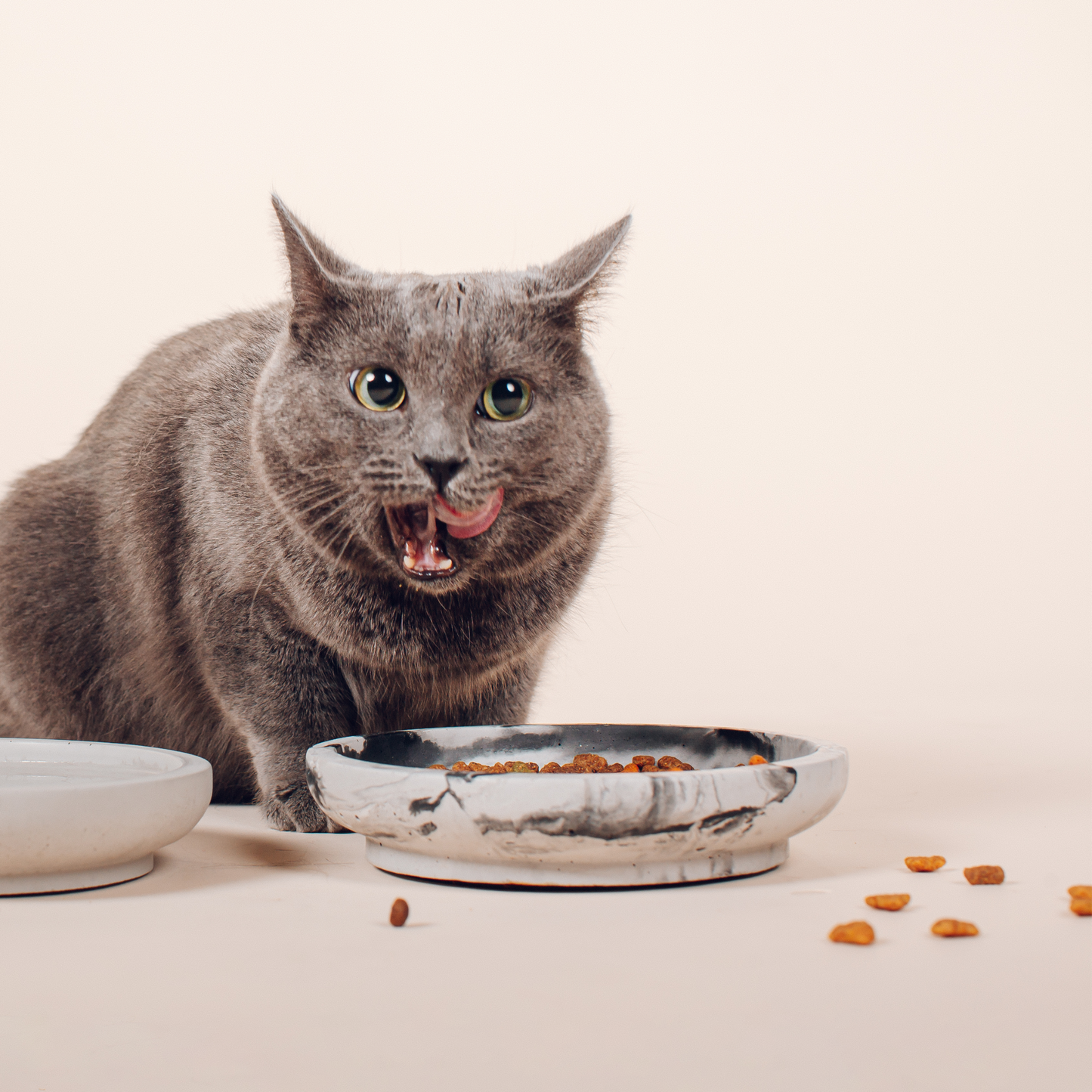 Gray cat licking it's mouth with bowls infront of him/her