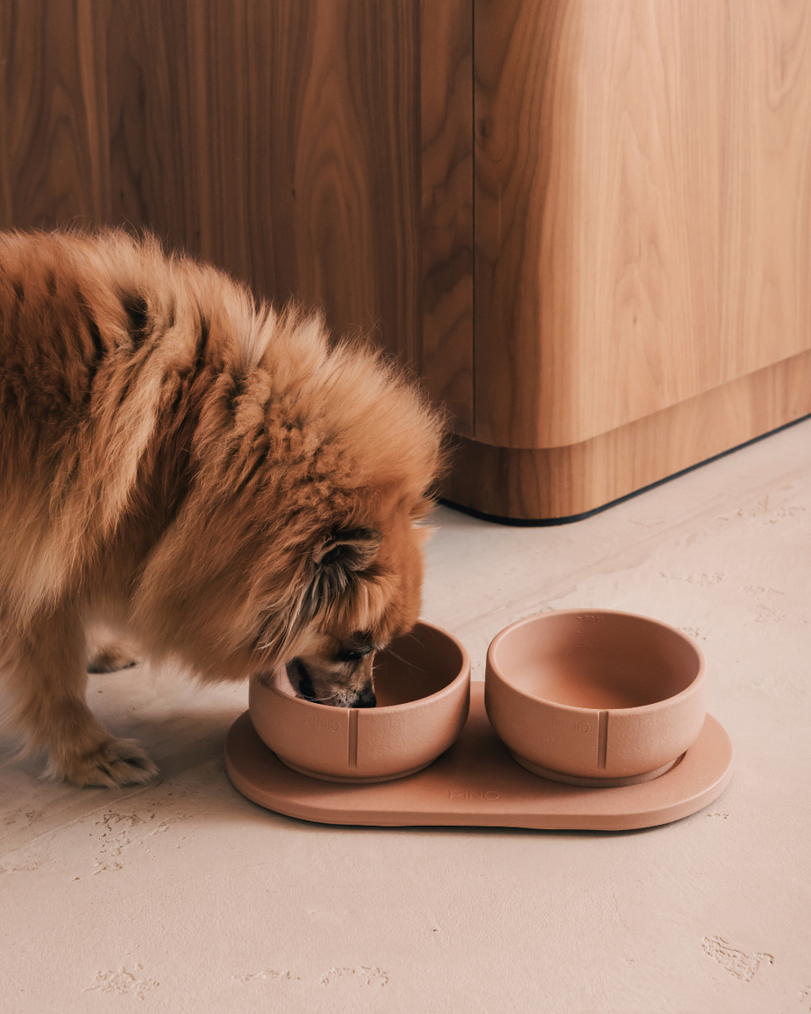 Valentijnsdag: Hoe verwen je jouw hond of kat écht?