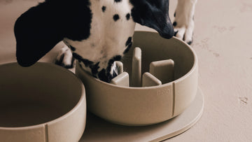 Dog eating from slow feeder bowl