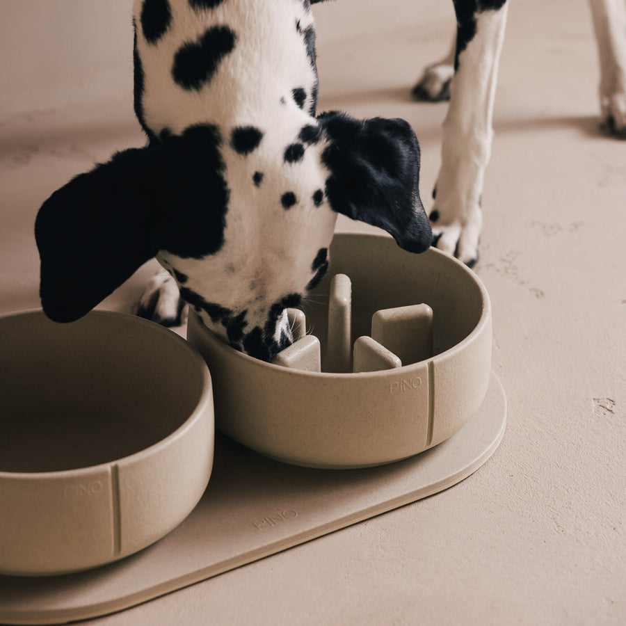 Waarom jouw hond een slowfeeder of antischrokbak nodig heeft