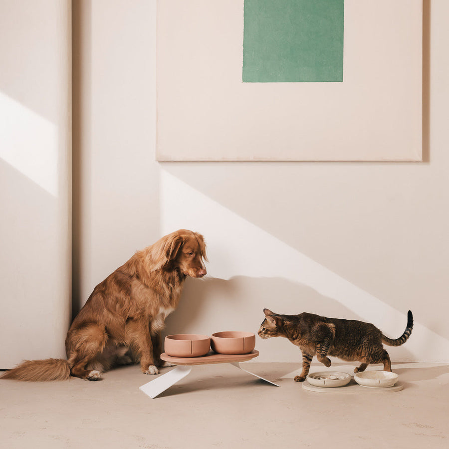 Wat mag mijn hond of kat niet eten?