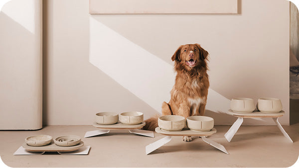 Van pup tot senior: hoe eten verandert met de leeftijd