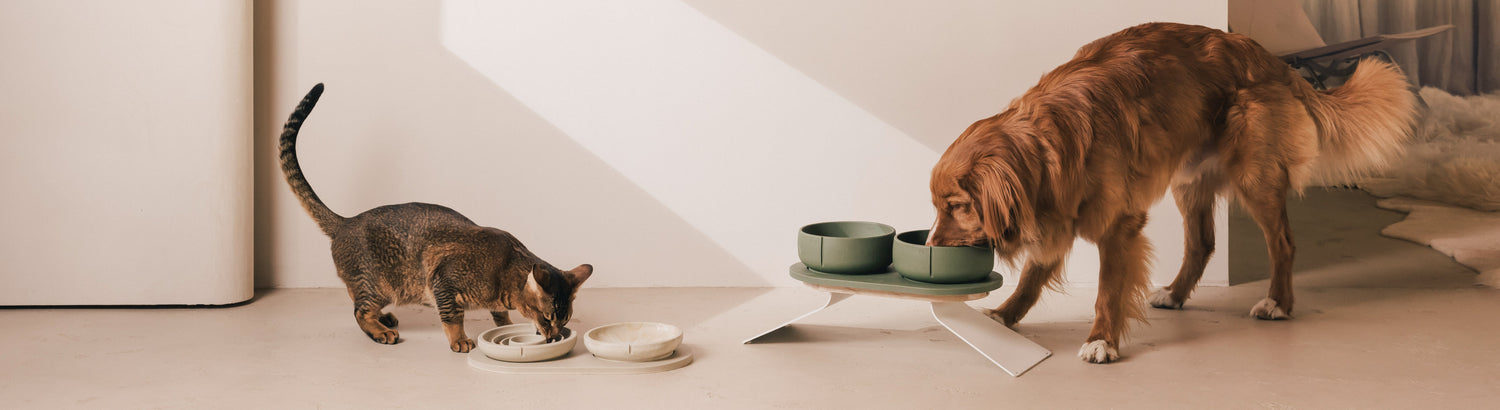 Bowls For Cats