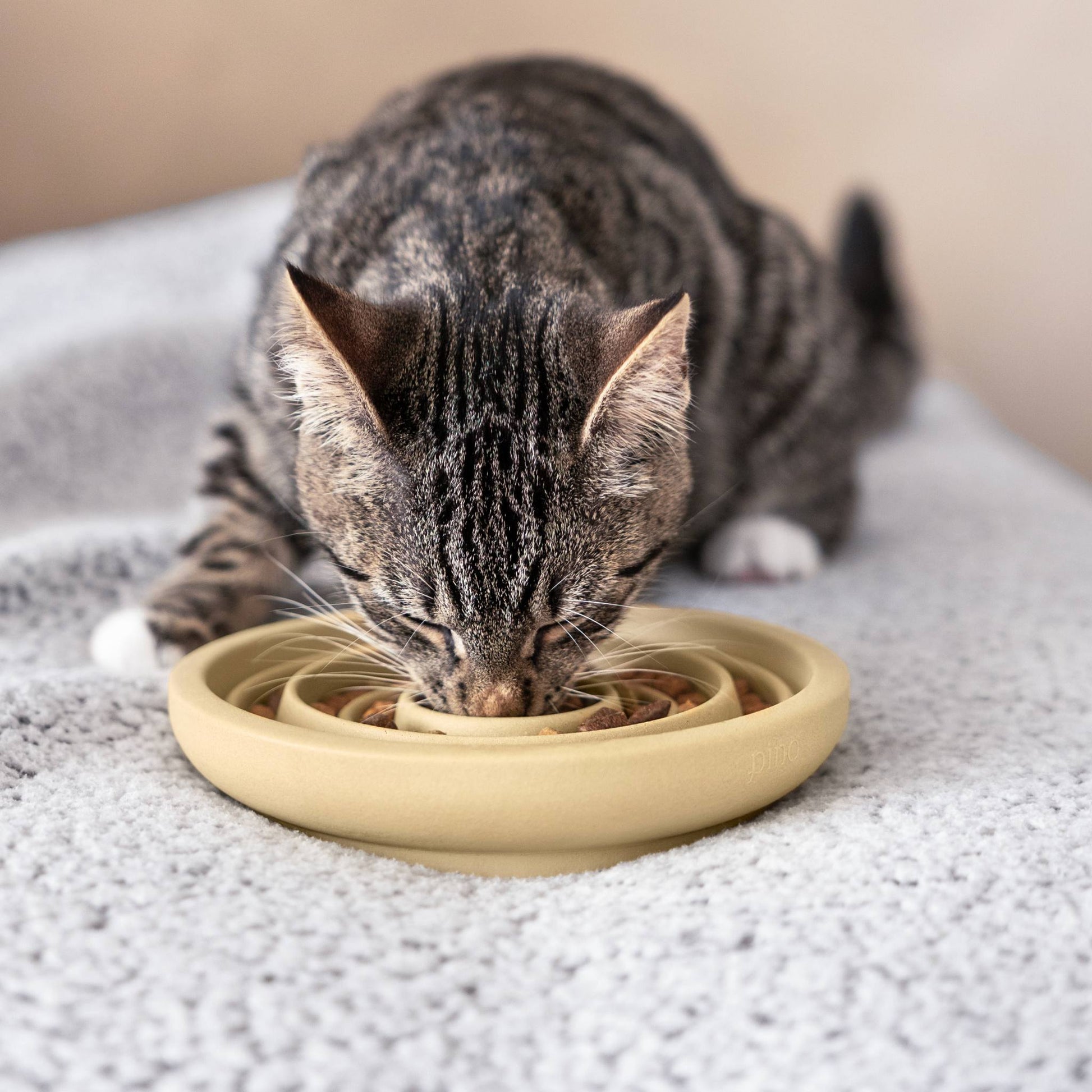 A cat eating out of the slow feeder