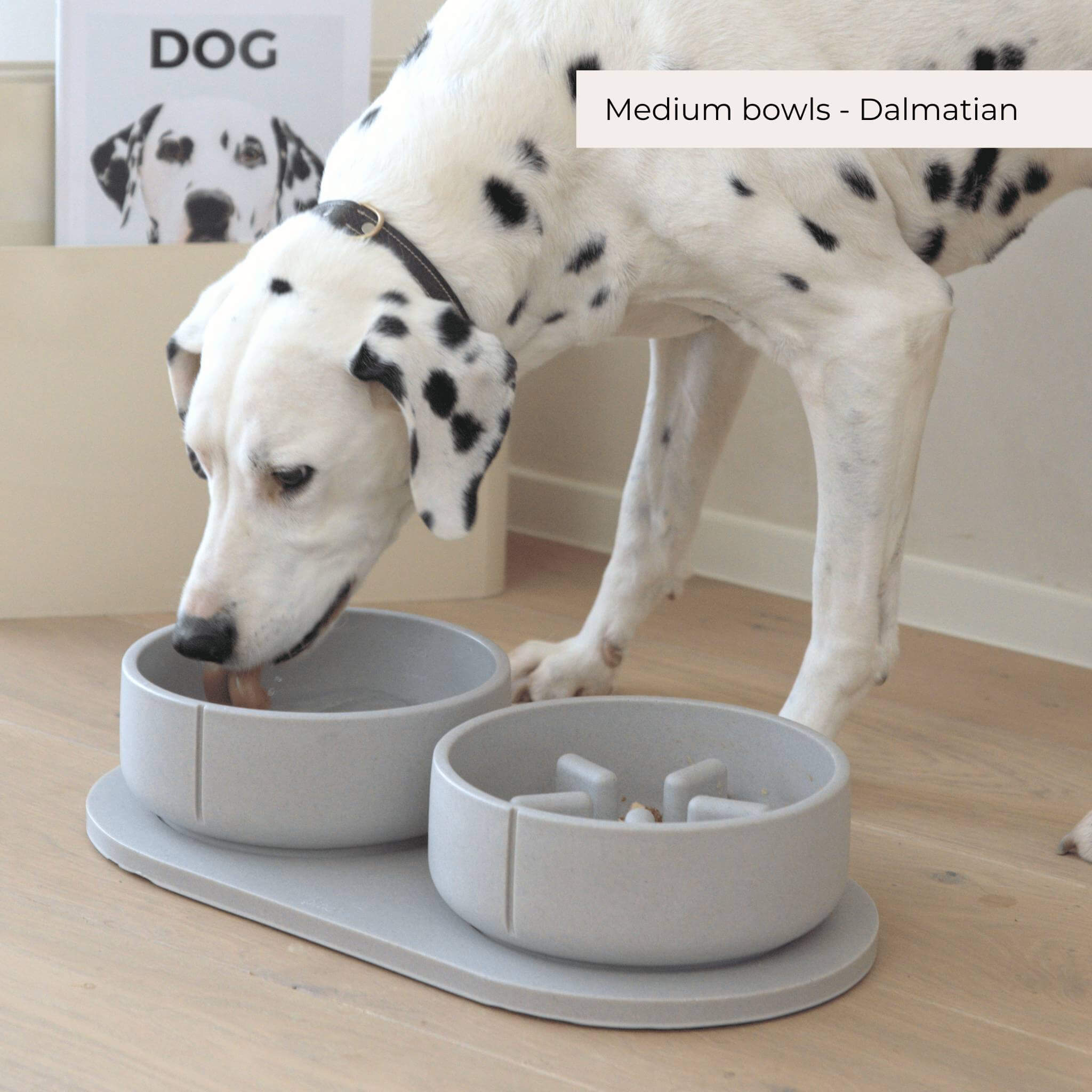 A dalmatier eating out of a large dolphin grey set.