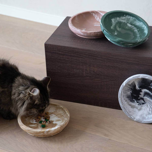 A cat with the four diffren whisker friendly bowls