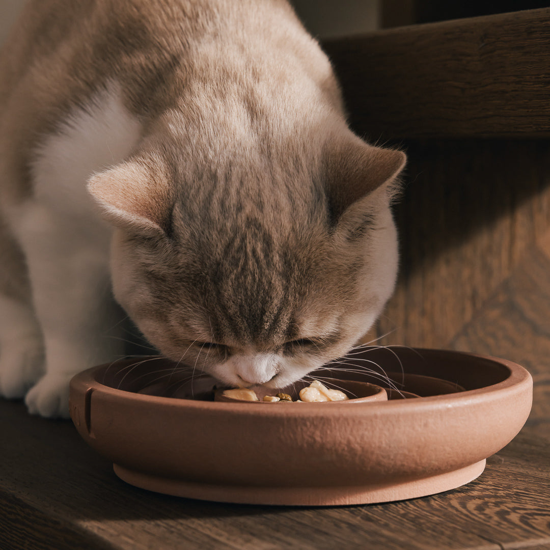 Anti Schrok Bowl voor Katten