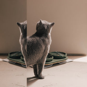 Perfecte Houding Bundel voor Katten