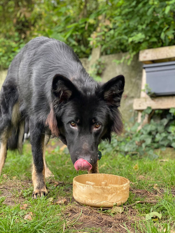 Echt topkwaliteit! Eindelijk een waterbak die ze niet omver kan krijgen. Je wilt niet weten hoeveel er hier al gesloopt is, maar deze voerbak houdt het vol!
