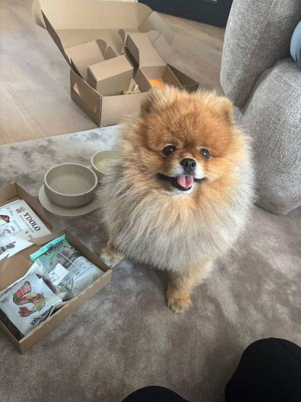 Dé oplossing voor schrokkers! Eindelijk een voerbak waar zijn volledige maaltijd in past. Een absolute aanrader voor honden die te snel eten.