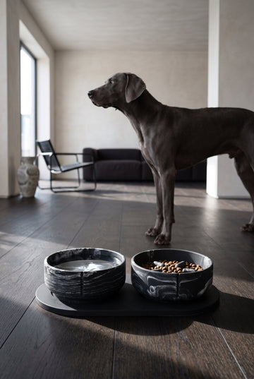 Black Panther bowl set on dark floor with weimaraner