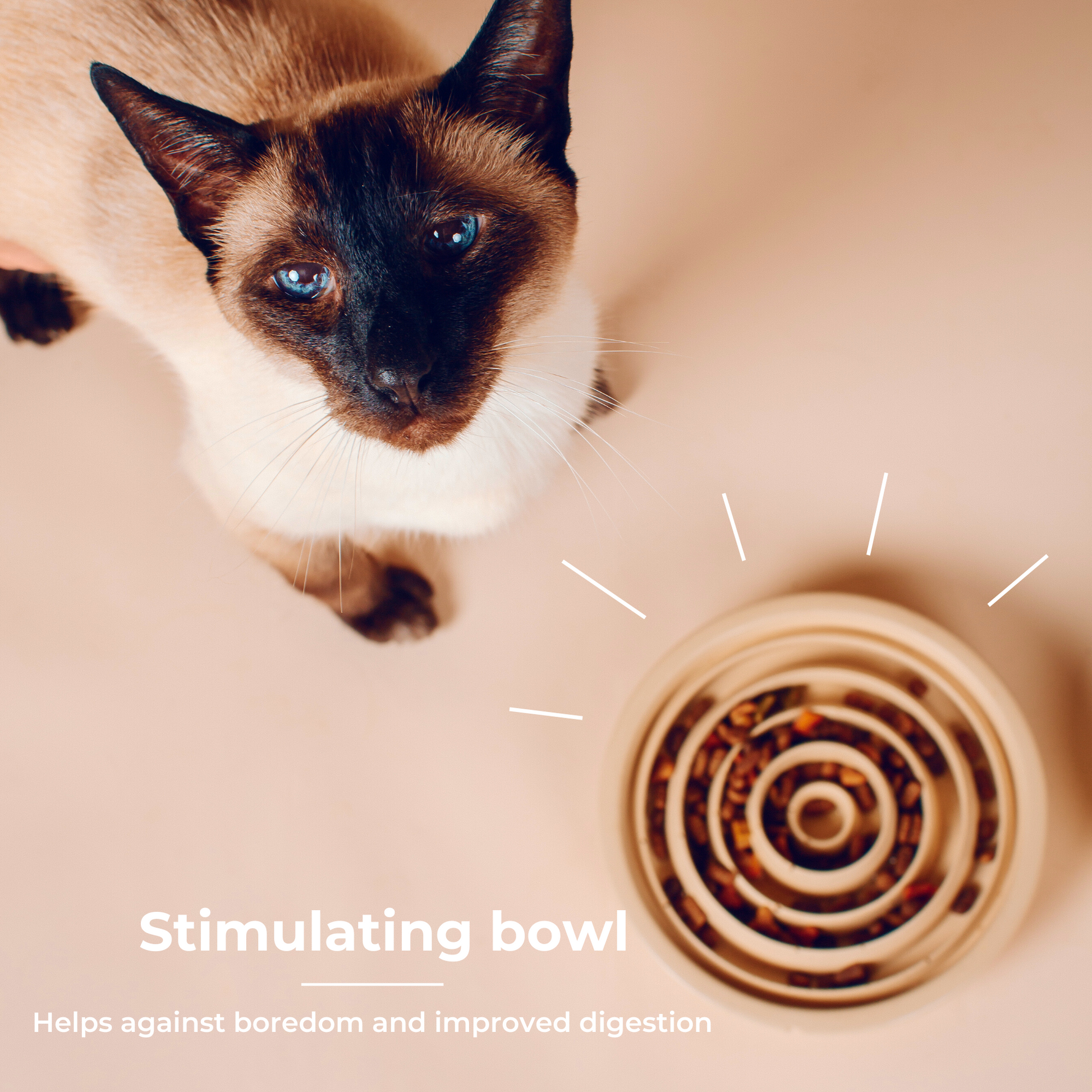 A cat with the camel brown slow feeder